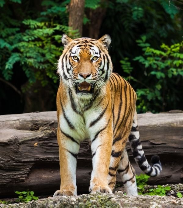 Ranthambore